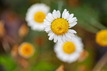Daisy Flowers with Yellow Centers and White Petals Close-Up