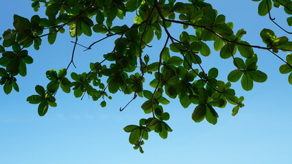Tropical Almond Leaves in the Sky
