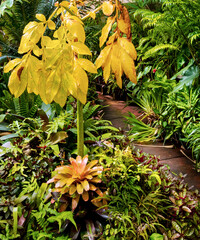 Exotic and tropical plants, in a greenhouse, simulating samples of tropical forests with trees and...