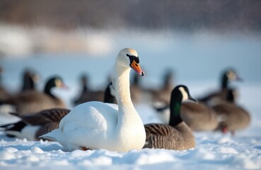 Fototapeta premium Graceful white swan rests amidst snowy landscape with ducks, geese. Birds gather in winter cold, showcasing natural elegance. Canada geese, mallard ducks share habitat in Fergus Falls, Minnesota.