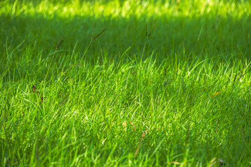 朝日に照らされて輝く夏草07