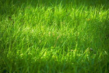 朝日に照らされて輝く夏草09