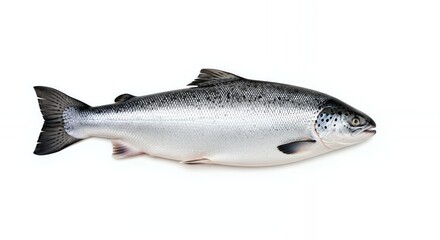 Fresh Silver Fish Single Atlantic Salmon on White