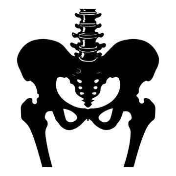 Silhouette of human ribcage botom