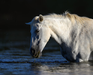 white horse in the water in the Salt River of the Tonto National Forest of Arizona. Salt River Wild Horses. 