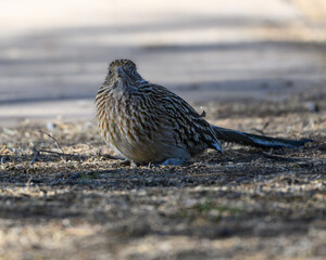 A female roadrunner in the Sonoran Desert of Arizona. 