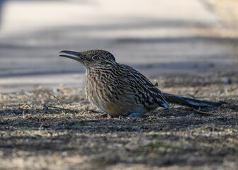 A female roadrunner in the Sonoran Desert of Arizona. 