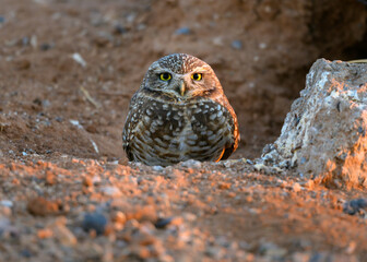 A portrait of a Burrowing Owl in the Sonoran Desert of Arizona. A brown bird with yellow eyes. 