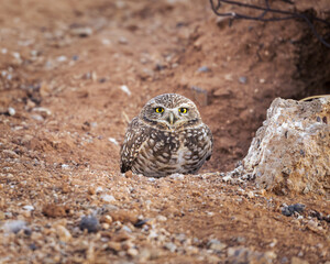 A portrait of a Burrowing Owl in the Sonoran Desert of Arizona. A brown bird with yellow eyes. 
