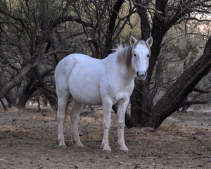 A white horse at the Salt River in the Tonto National Forest of Arizona. Salt River Wild Horses. 