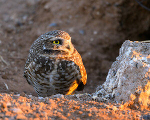 A portrait of a Burrowing Owl in the Sonoran Desert of Arizona. A brown bird with yellow eyes. 