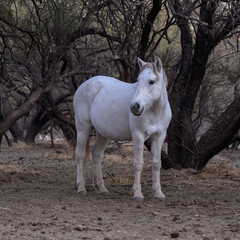 A white horse at the Salt River in the Tonto National Forest of Arizona. Salt River Wild Horses. 