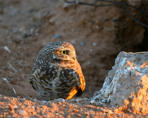 A portrait of a Burrowing Owl in the Sonoran Desert of Arizona. A brown bird with yellow eyes. 