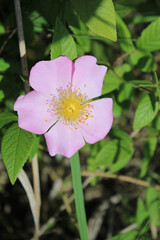Light pink climbing wild rose bloom at Wayside Woods in Morton Grove, Illinois