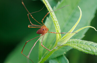 Closeup view of a harvestman.