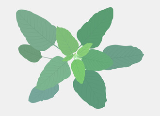vector illustration of green leaves