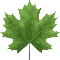 Fototapeta premium fullshot_of_a_leaf_icon_the_background_color_should_be_whi