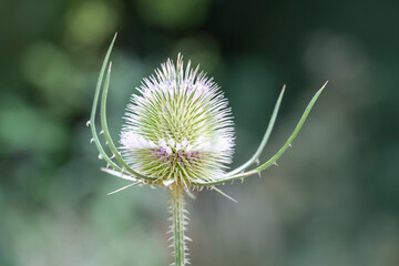 A wild teasel or fuller's teasel. Thistle in bloom. Copy space. Green natural background. Dipsacus fullonum.
