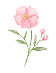 Delicate Floral Watercolor Illustration, Soft Pink Flower and Buds Painting in vintage Style

