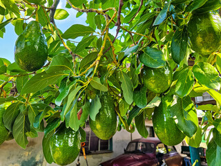 Avocados Growing on Tree – Fresh Tropical Fruit in Natural Environment