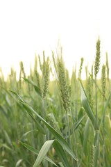 Wheat spikes growing in field outdoors, closeup. Space for text