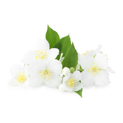Beautiful jasmine buds with green leaves isolated on white
