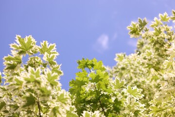 Beautiful tree branches with green leaves against blue sky, bottom view. Space for text