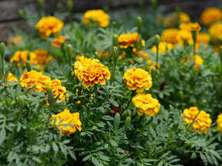 花壇に咲くマリーゴールド