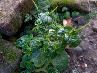Sirih Tumpang air, tumpang angin atau suruhan  ( Peperomia pellucida ) is a small , shallow -...