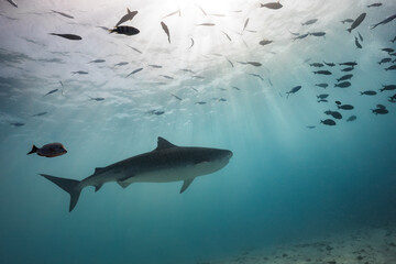 Obraz premium A tiger shark swims above the sand seafloor among many reef fish as the sun casts its streaked light through the surface of the ocean