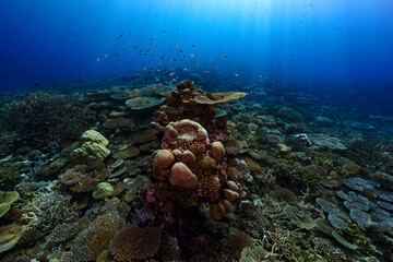 A colorful and healthy coral garden along the atoll of the Maldives with small reef fish in the...