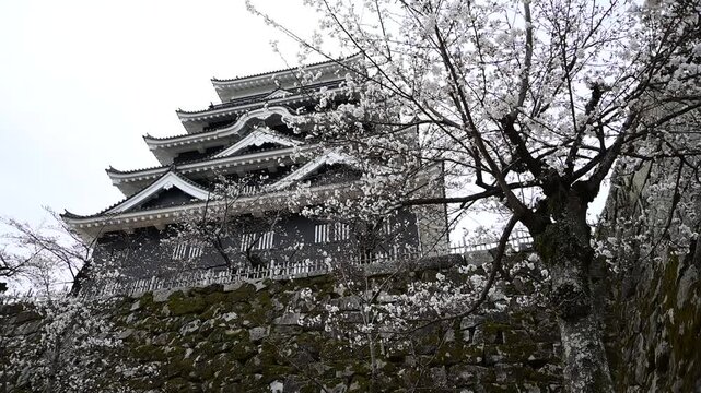 桜咲く春の福山城 （広島県福山市, 2025年4月）