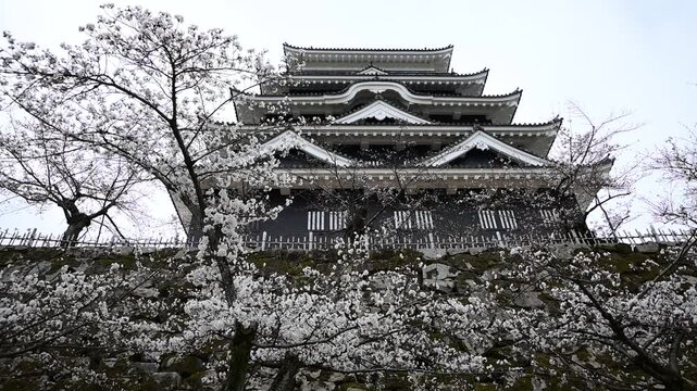 桜咲く春の福山城 （広島県福山市, 2025年4月）