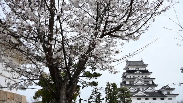 桜咲く春の福山城 （広島県福山市, 2025年4月）