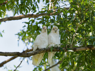 A pair of Little Corella (Cacatua sanguinea) perched in a gum tree with backlit sky behind green leaves. © Alan