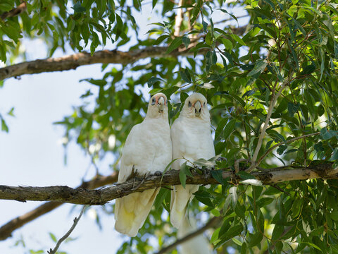 A pair of Little Corella (Cacatua sanguinea) perched in a gum tree with backlit sky behind green leaves.