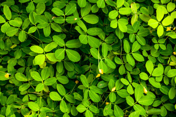 A dense carpet of bright green clover-like leaves covering the ground, creating a lush and vibrant...