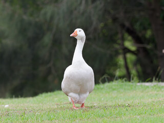 Domestic Greylag Goose (anser anser domesticus) walking on green grass at Telarah Lagoon NSW Australia