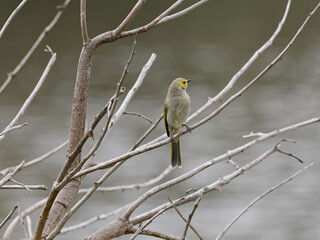White-Plumed Honeyeater (Ptilotula penicillata, formerly Lichenostomus penicillatus) perched on a branch with out of focus lagoon water in background.