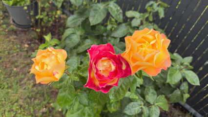 Bicolor yellow and red roses with raindrops in a lush garden