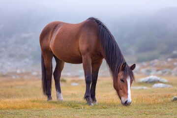 A brown horse is peacefully grazing on vibrant grass in a misty meadow, with fog enveloping the...