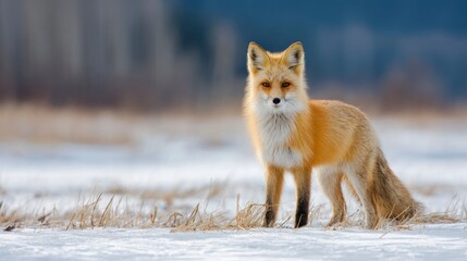 Fototapeta premium Red fox in snowy field