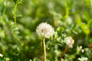 Dandelion Seed Head in Spring Light③