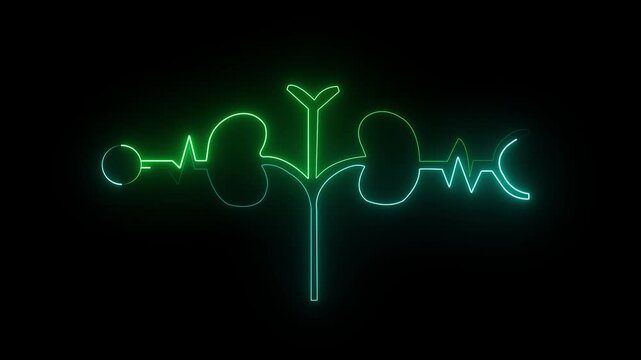 Glowing Human kidney icon animation. This renal system symbol is a neon kidney 4k animation. The kidney was divided into the right and left the right and left halves icon animated. heart symbol.4k