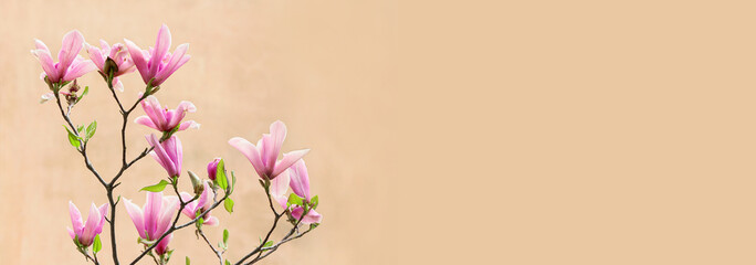 Blossoming magnolia tree outdoors, closeup
