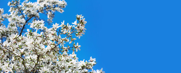 Beautiful blossoming tree on sky background