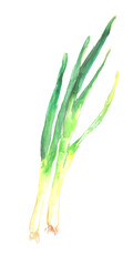 九条ネギの水彩イラスト &ndash; 京都の伝統野菜