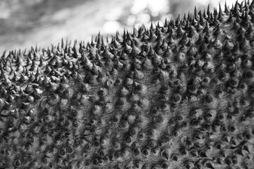 The spiky bark tree silk-cotton tree or the silk floss tree