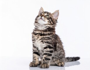 Naklejka premium Adorable kitten looking up