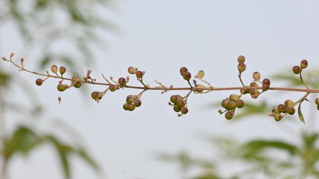 Vitex negundo fruits. Its other name Chinese chaste tree,&nbsp;five leaved chaste ,&nbsp;horseshoe vitex, nisinda and Nirgundi. It is a large&nbsp;aromatic&nbsp;shrub. It is an Ayurvedic medicine.